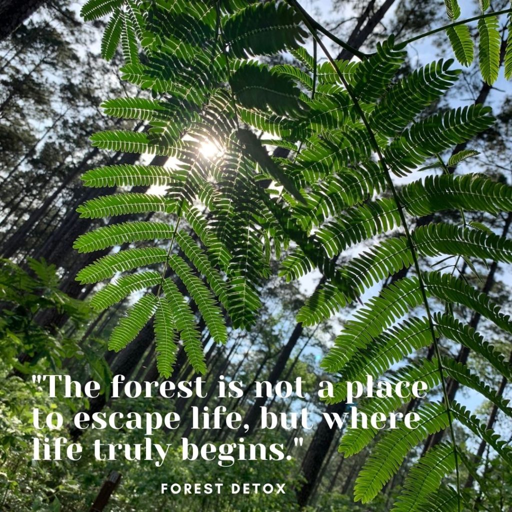 10 parks in the greater Houston area where you can go to meditate and practice forest bathing