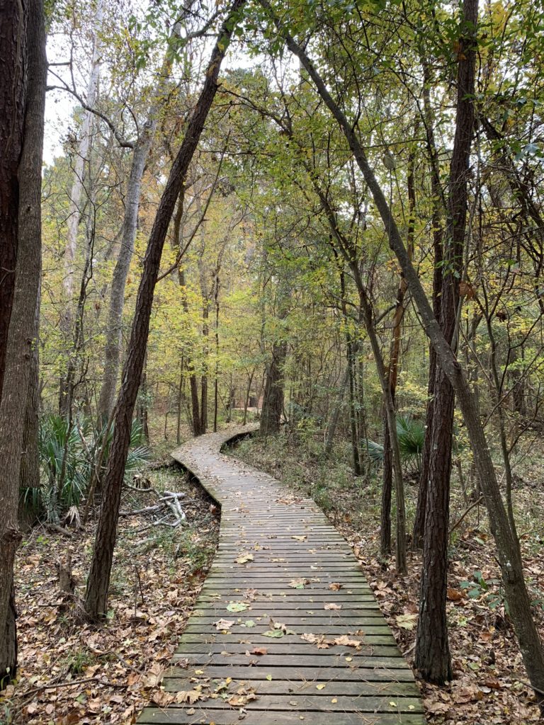 walkway through forest in the fall with scattered leaves.