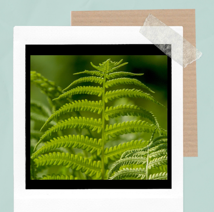 Fractal Challenge: Find Nature’s Patterns