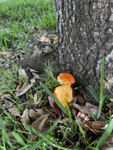 image of orange peel lying on the ground near a tree.